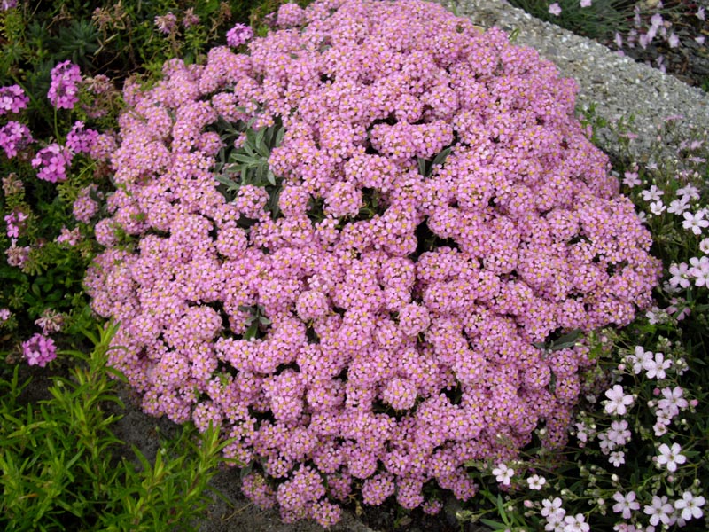 Ptilotrichum spinosum 'roseum' photo